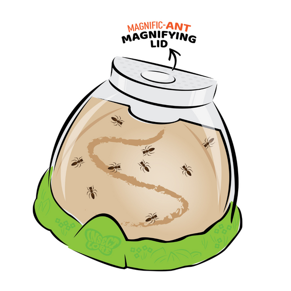 Ant Hill™ with Prepaid Voucher for Live Ants